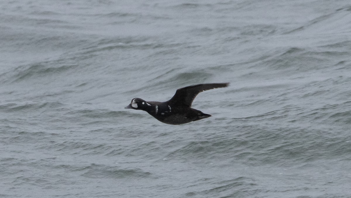 Harlequin Duck - ML347677581