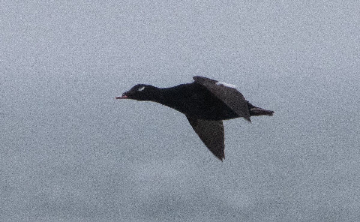 White-winged Scoter - ML347677701