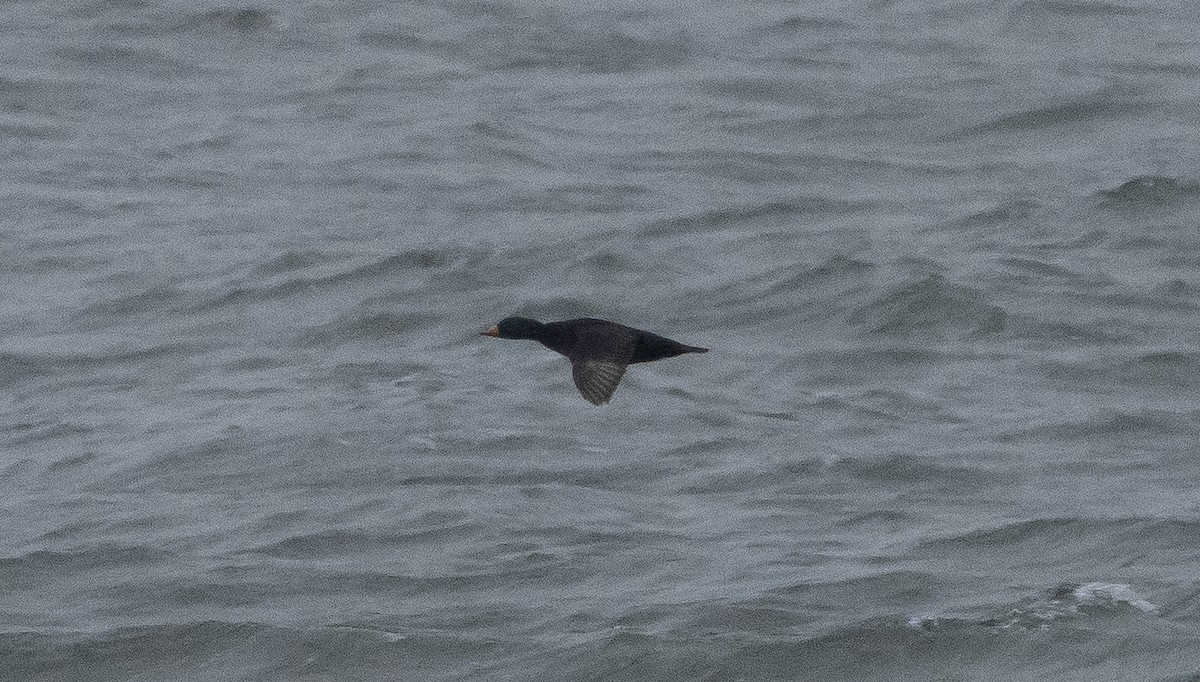 Black Scoter - Liam Huber