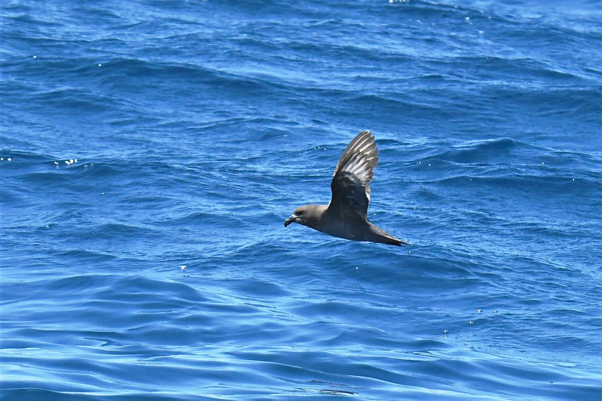 Providence Petrel - ML347678731