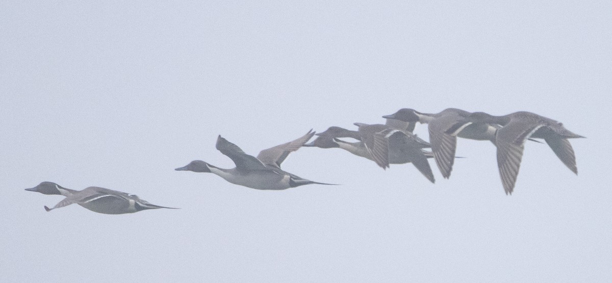 Northern Pintail - Liam Huber