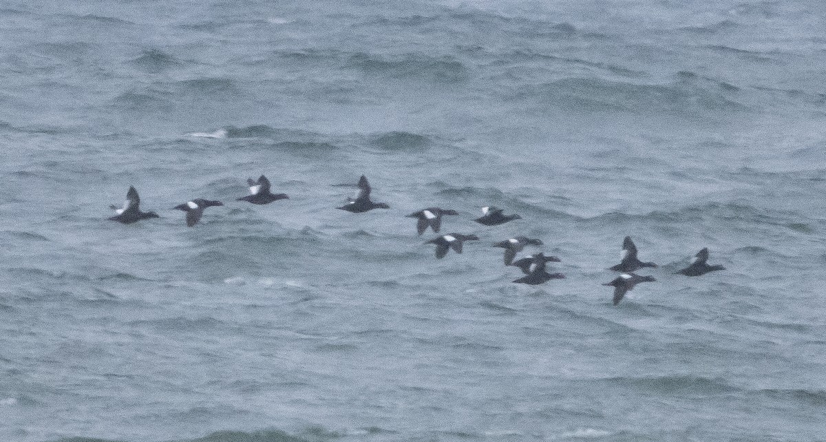 White-winged Scoter - ML347679051