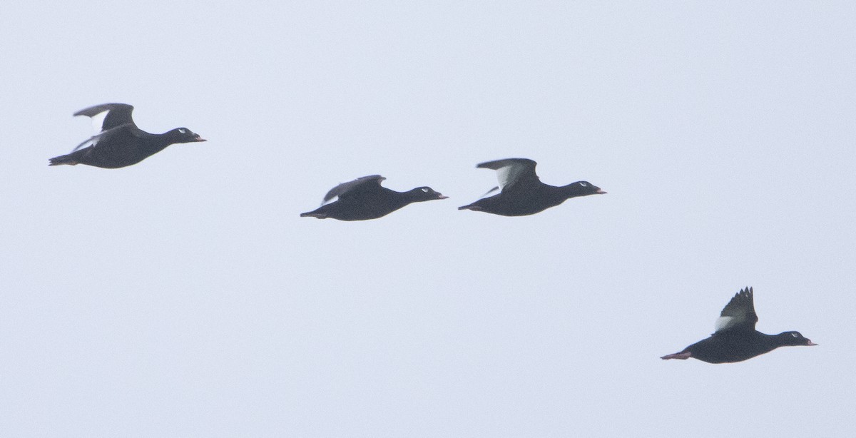 White-winged Scoter - ML347679081