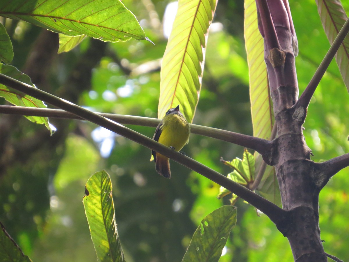 Ornate Flycatcher - Mark Kosiewski