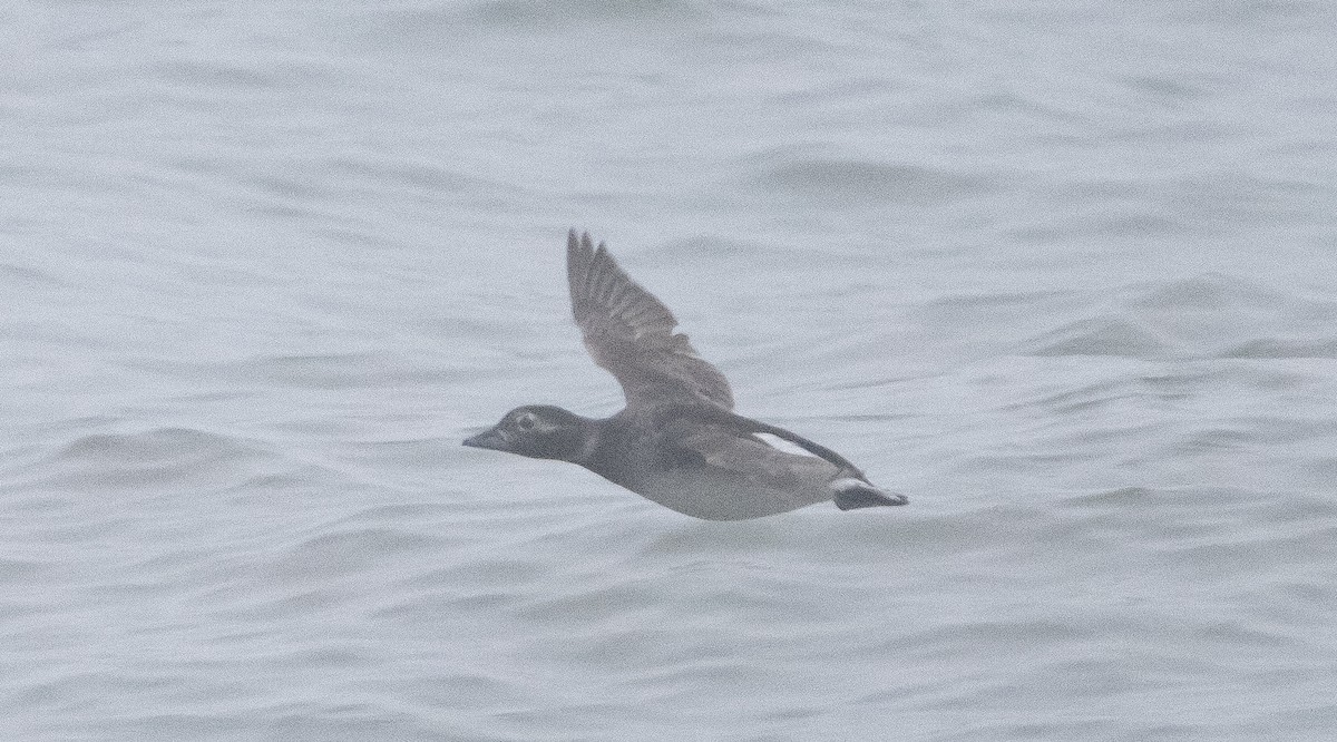 Long-tailed Duck - ML347679341