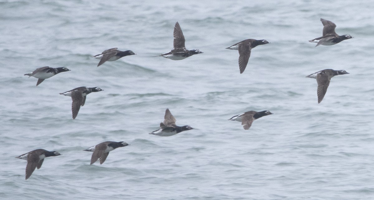 Long-tailed Duck - ML347679371