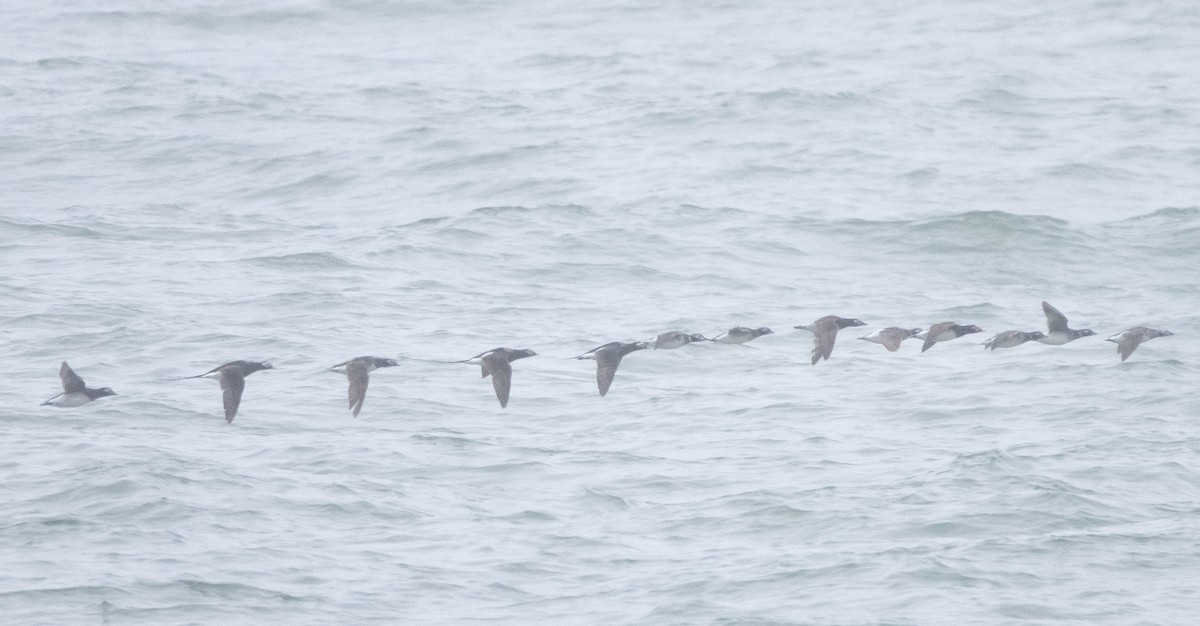 Long-tailed Duck - ML347679381