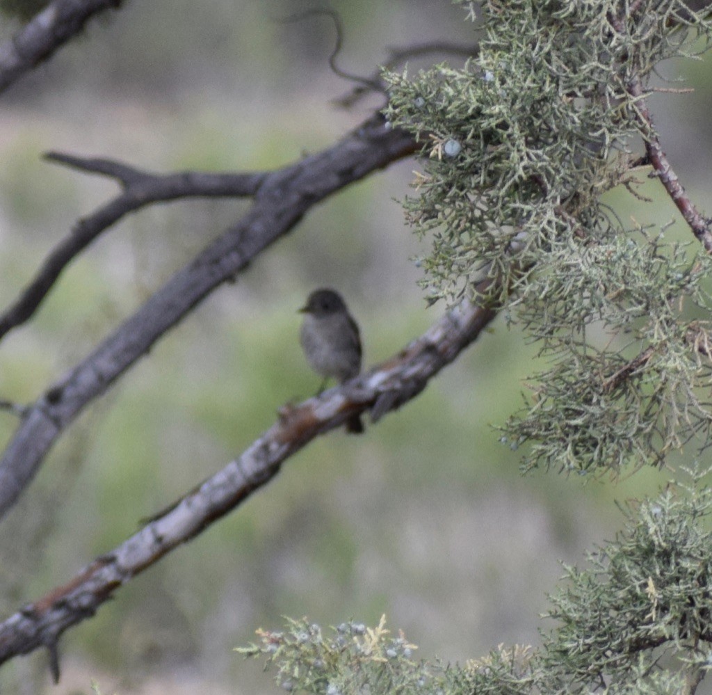 Gray Flycatcher - ML347679421