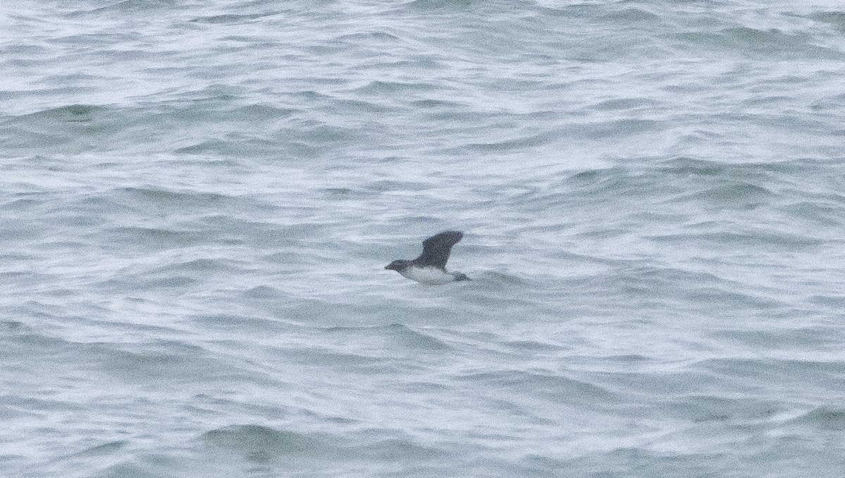 Parakeet Auklet - ML347679741