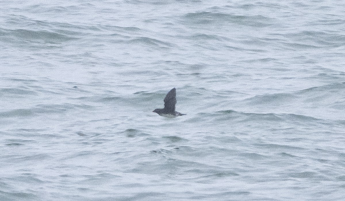 Parakeet Auklet - ML347679751