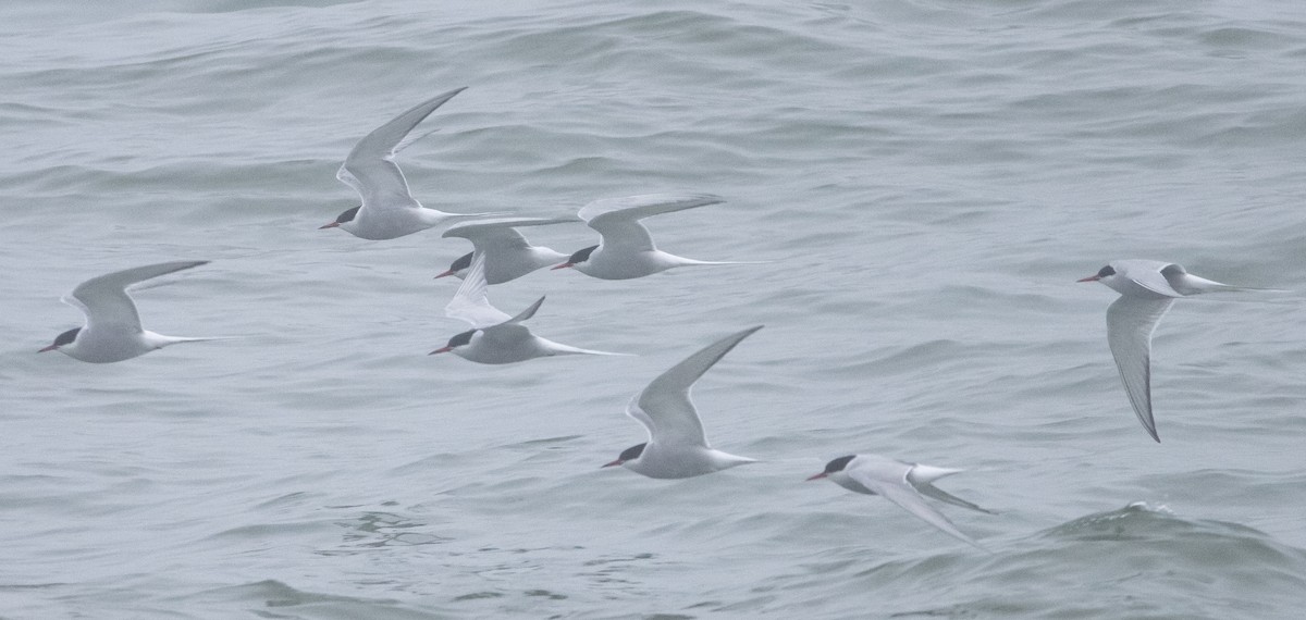 Arctic Tern - ML347679871