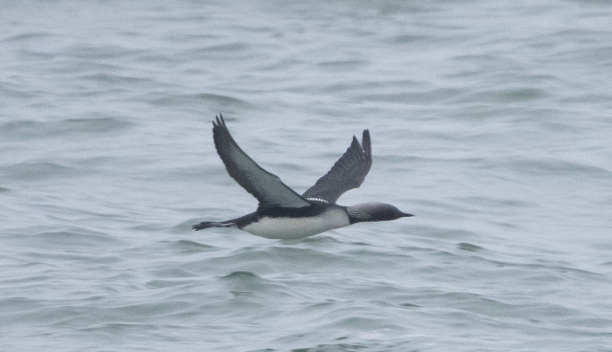 Pacific Loon - ML347679911