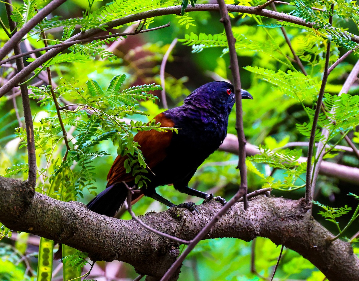 Greater Coucal - ML347680821