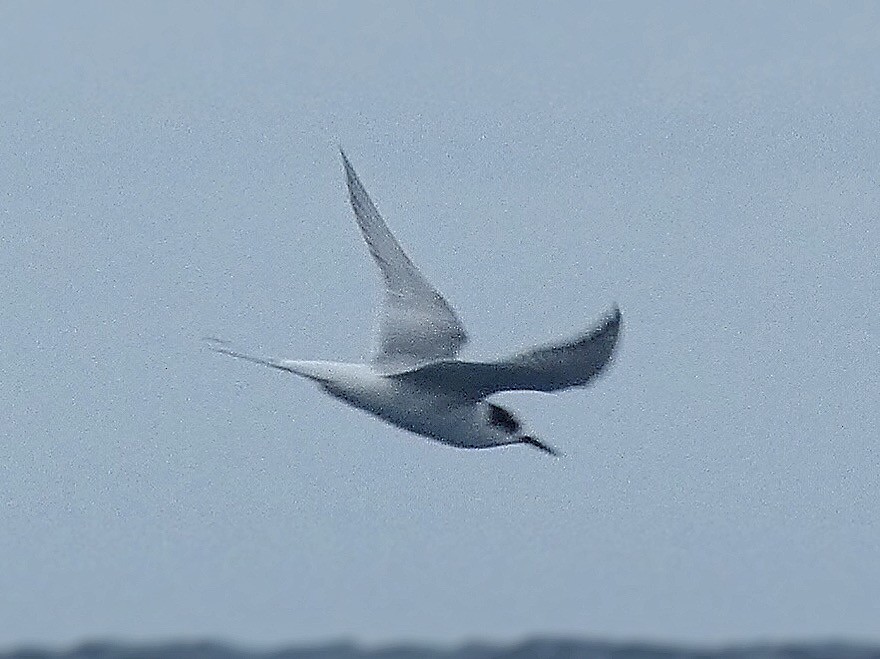 Arctic Tern - ML347681571