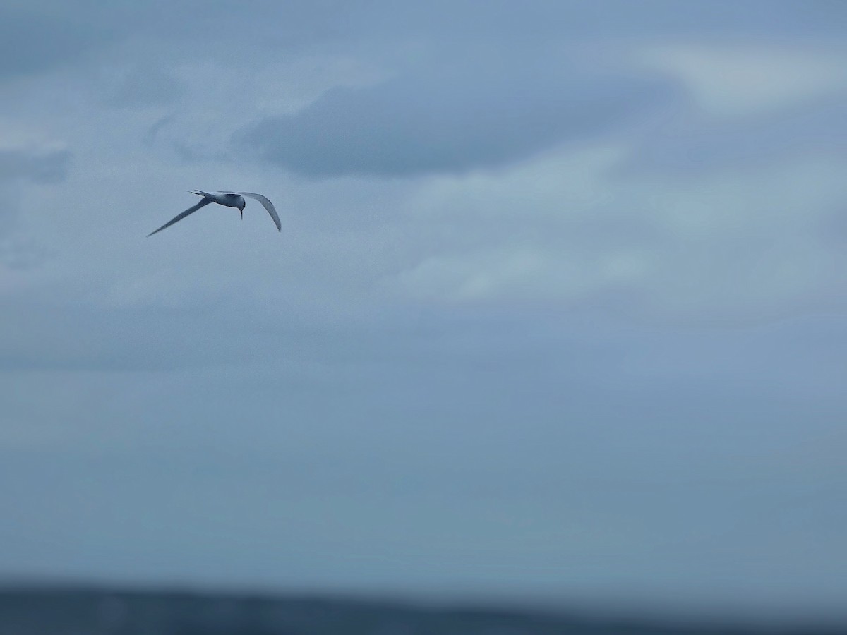 Arctic Tern - ML347681581