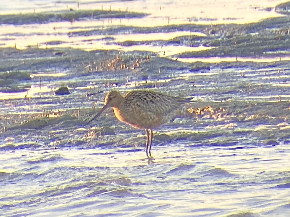 Bar-tailed Godwit - Peter Scully
