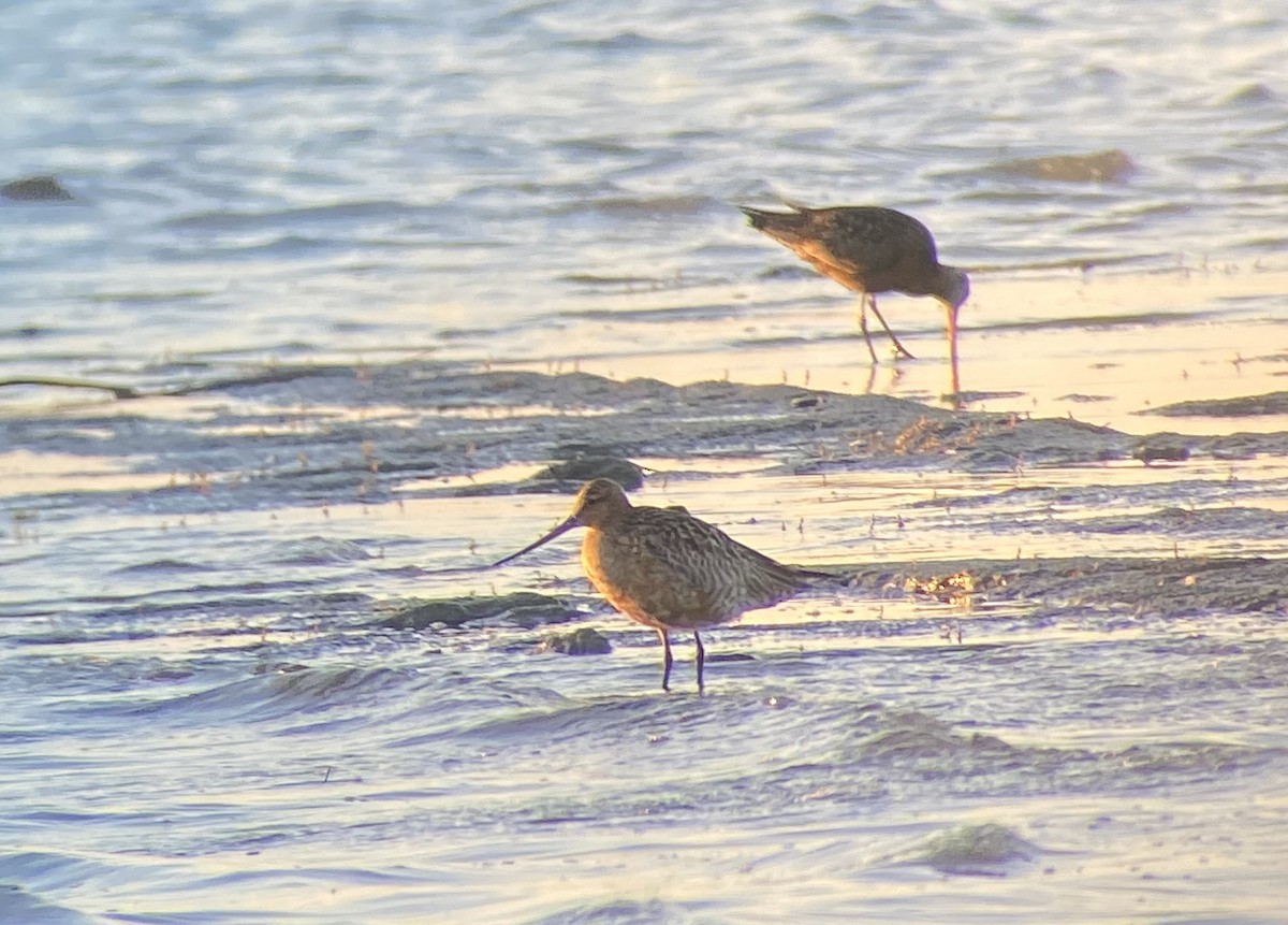 Bar-tailed Godwit - Peter Scully