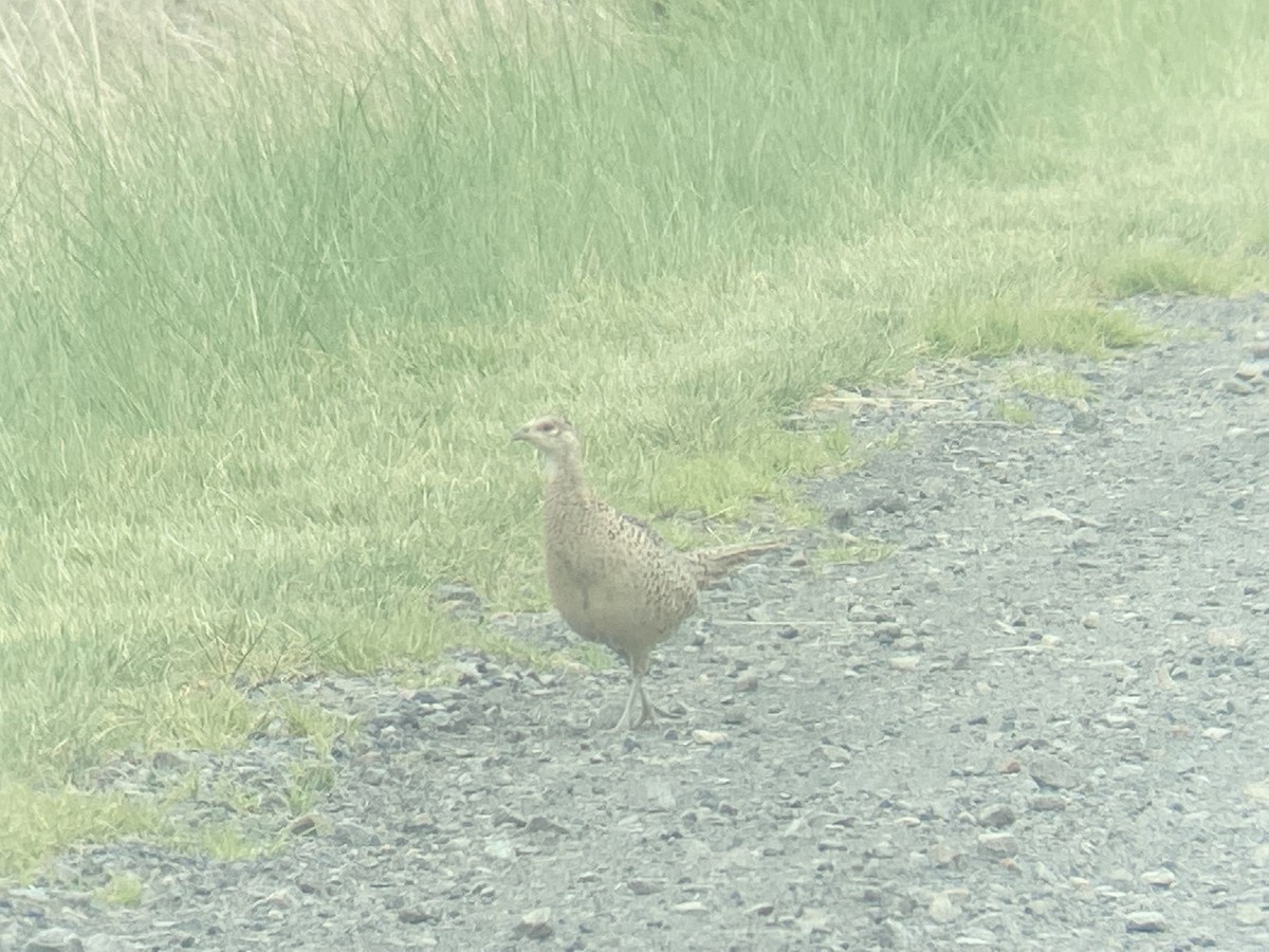 Ring-necked Pheasant - ML347682721