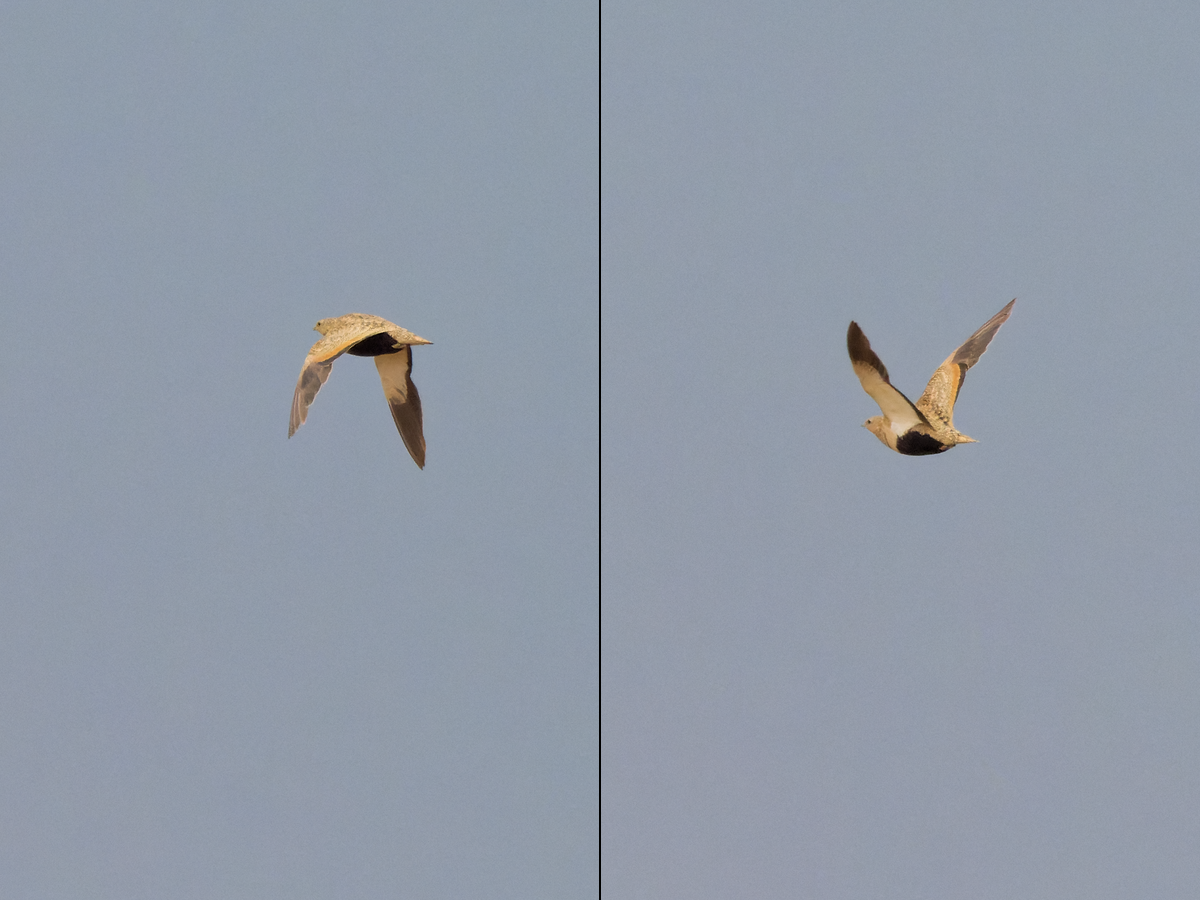 Black-bellied Sandgrouse - ML347683371