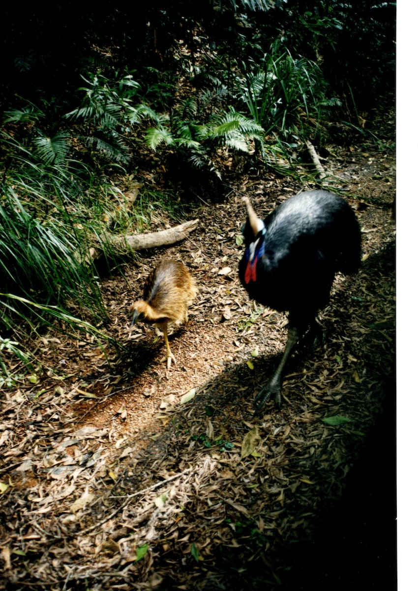 Southern Cassowary - ML347684031