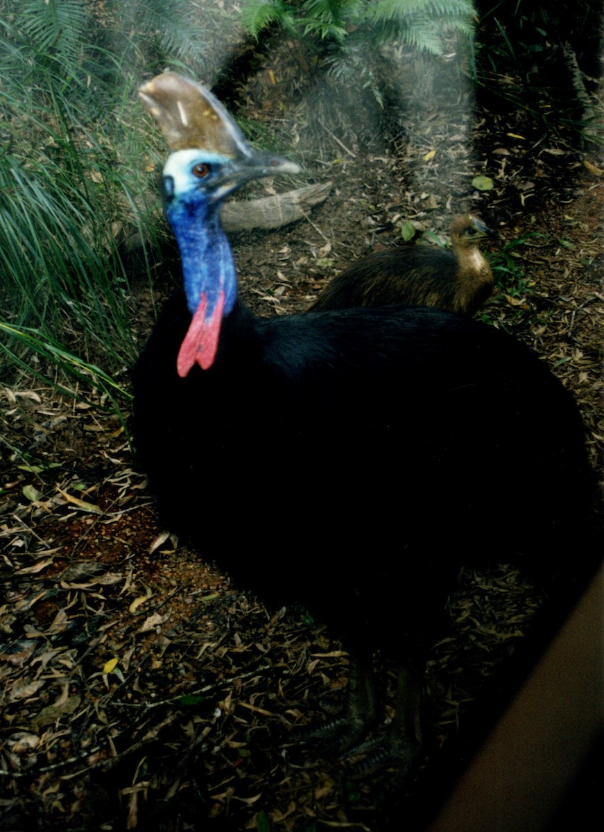 Southern Cassowary - ML347684621