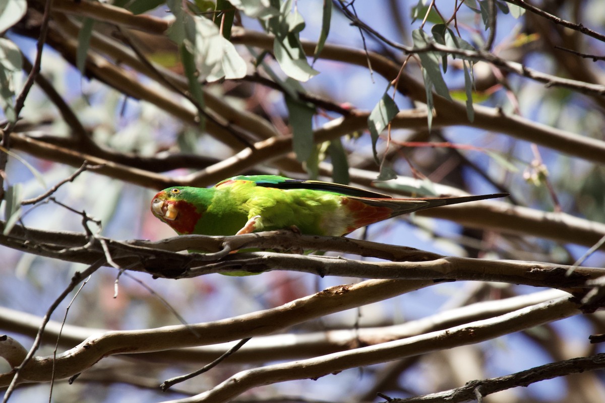 Swift Parrot - ML347685311