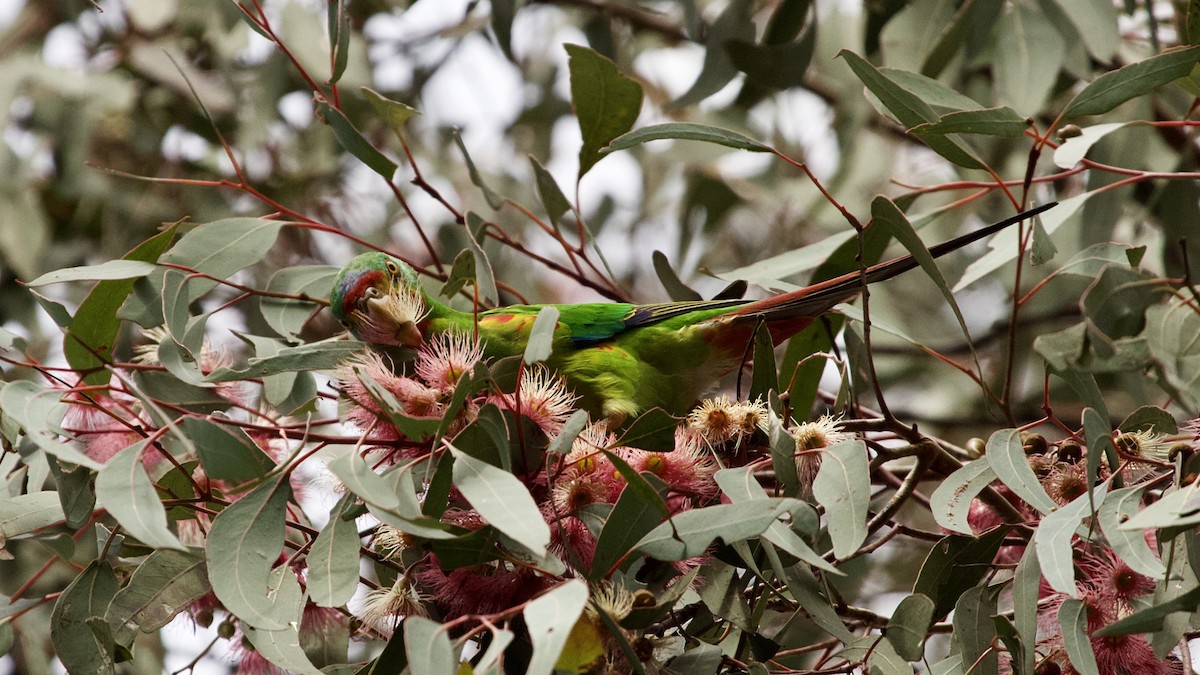 Swift Parrot - ML347685331