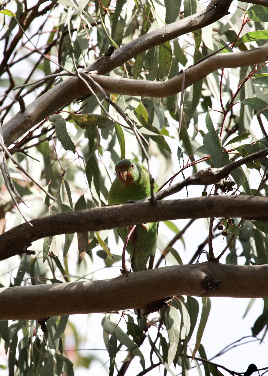 Swift Parrot - Oliver Foxe