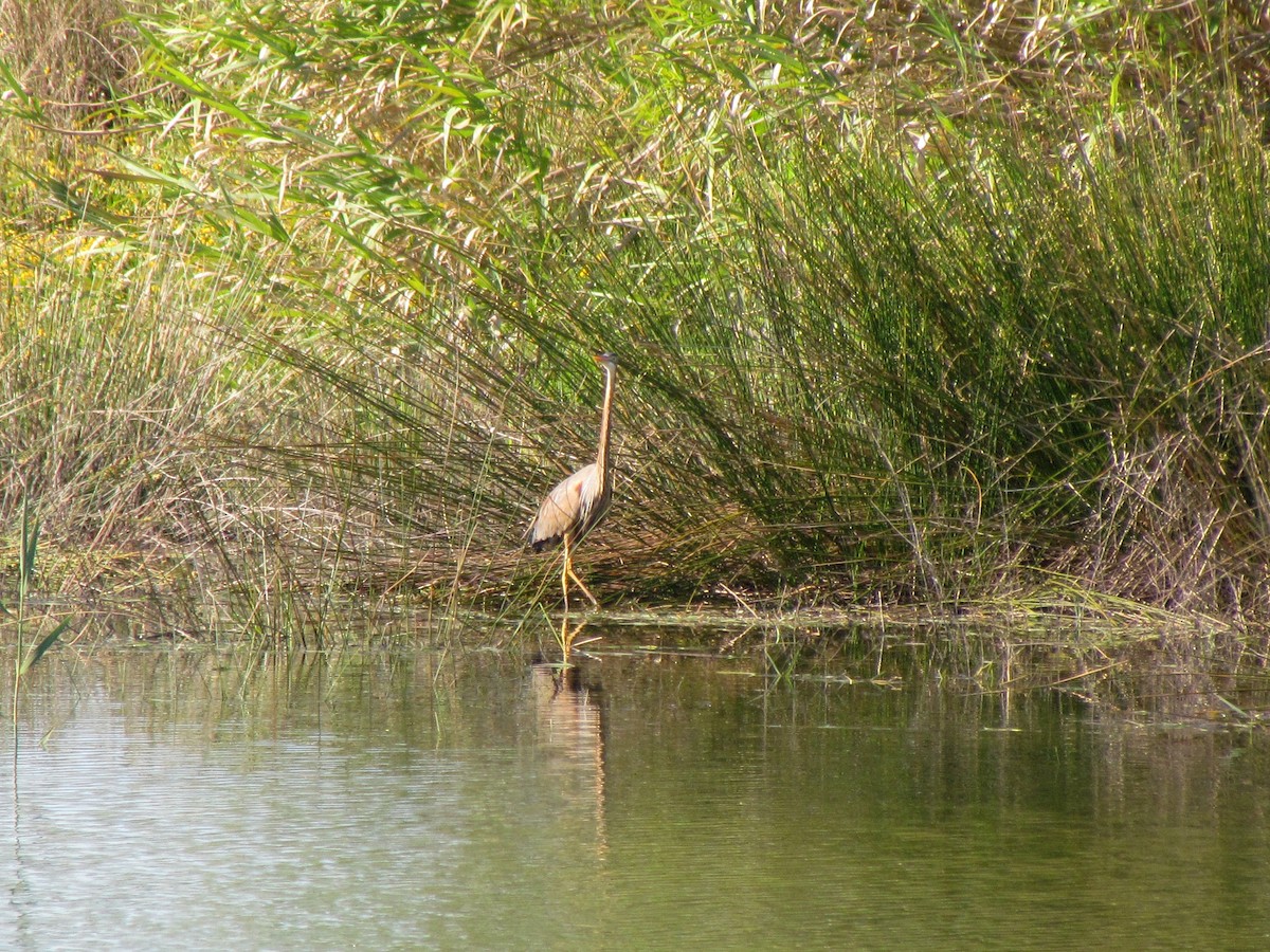 Purple Heron - ML347685621