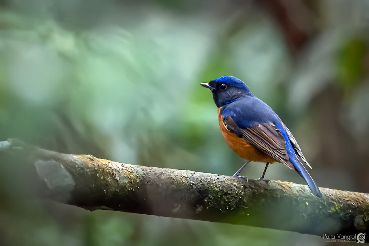 Fujian Niltava - ML347685701