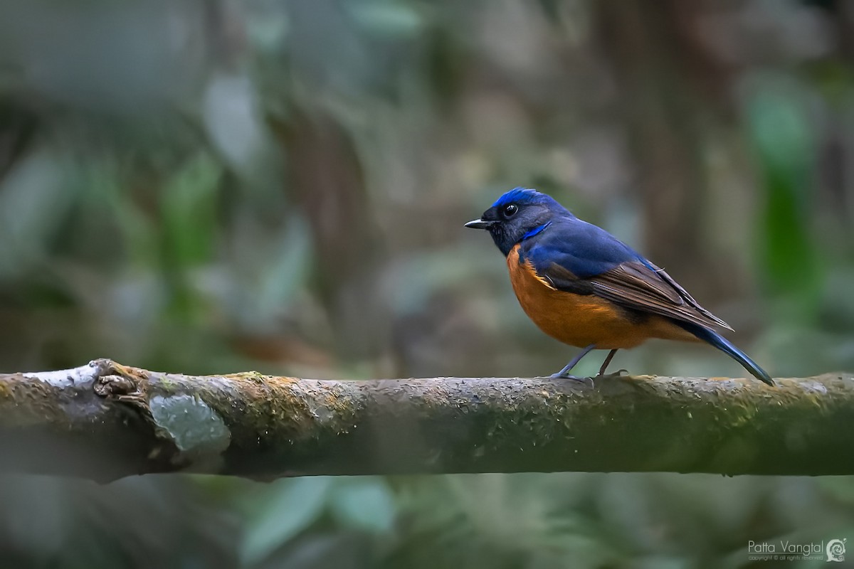 Fujian Niltava - ML347685711