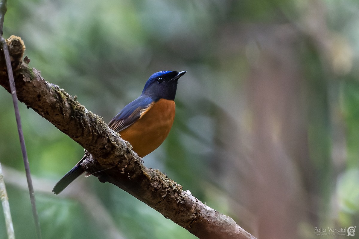 Fujian Niltava - ML347685721