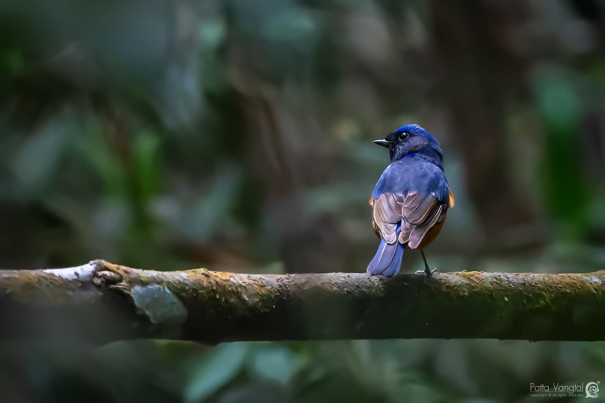 Fujian Niltava - ML347685731