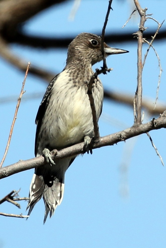 Red-headed Woodpecker - ML34768611