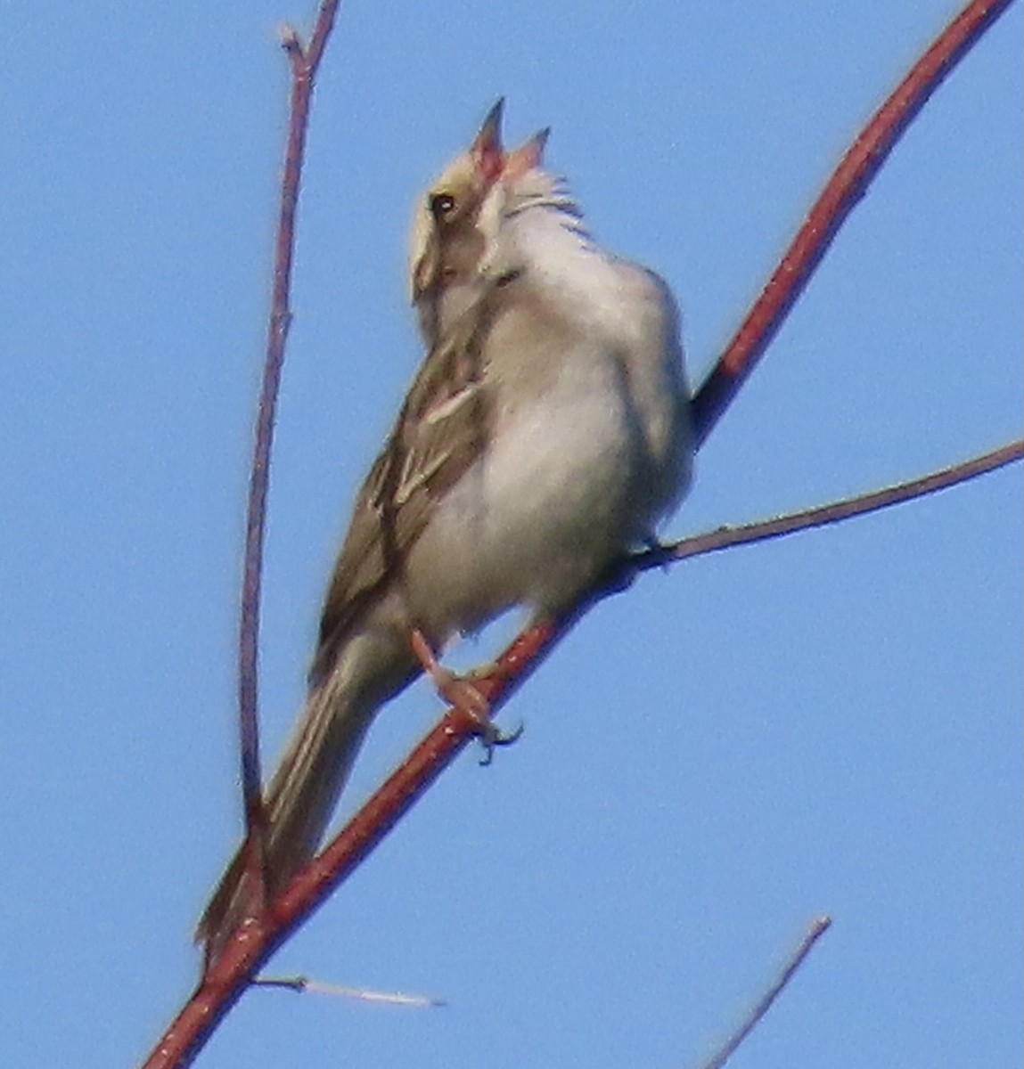 Clay-colored Sparrow - ML347686691