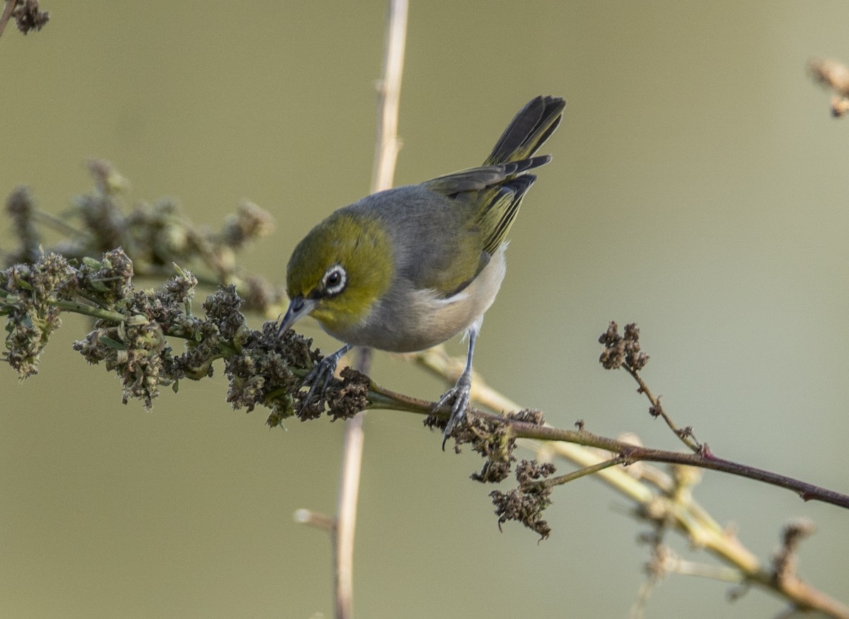 Silvereye - ML347687491