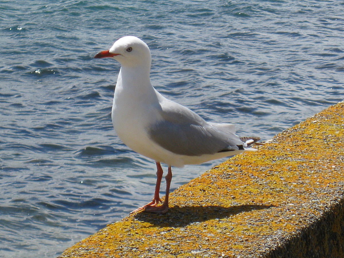 Silver Gull - ML347691721