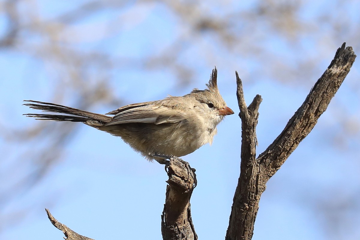 Chirruping Wedgebill - ML347694801