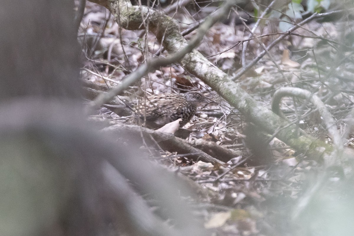 Black-breasted Buttonquail - ML347695611