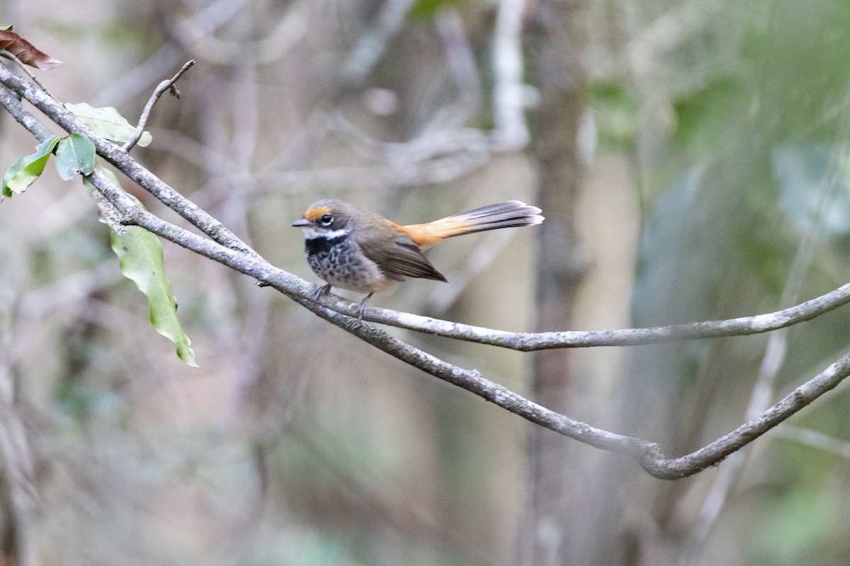 Australian Rufous Fantail - ML347695621