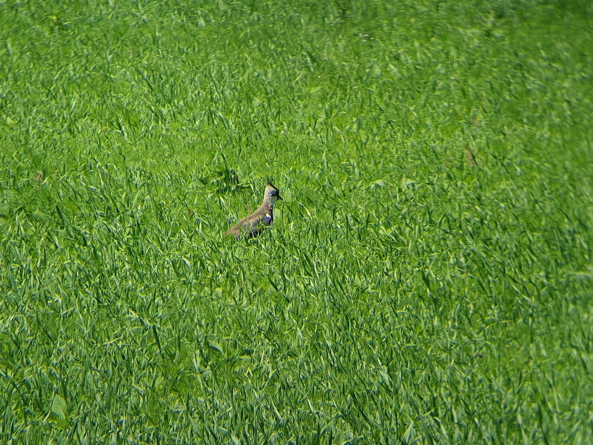 Northern Lapwing - ML347695861