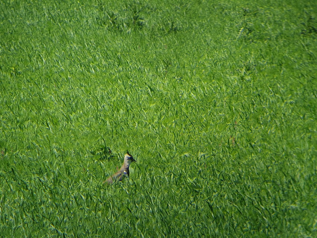 Northern Lapwing - ML347695891