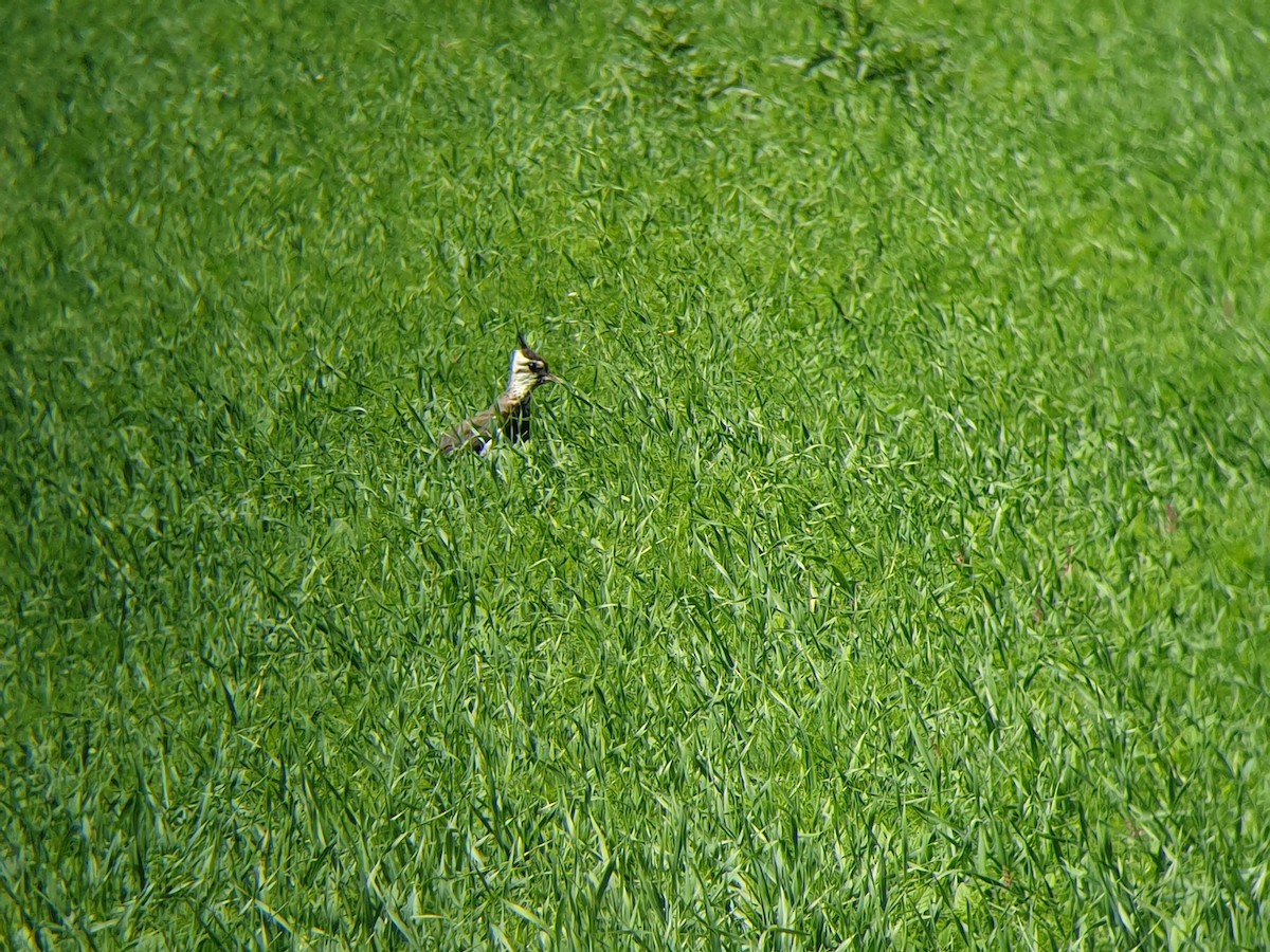 Northern Lapwing - ML347695901