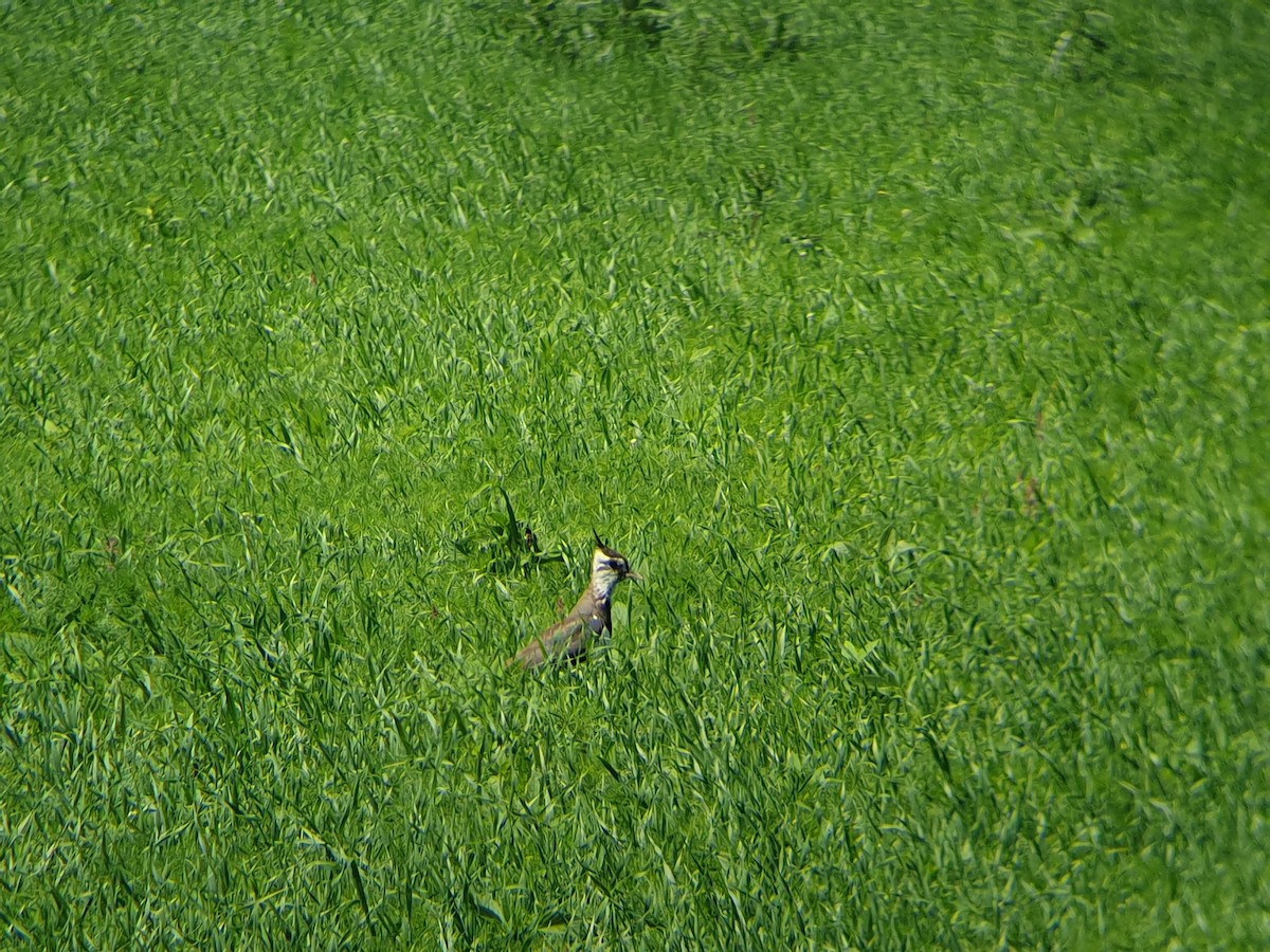 Northern Lapwing - ML347695911