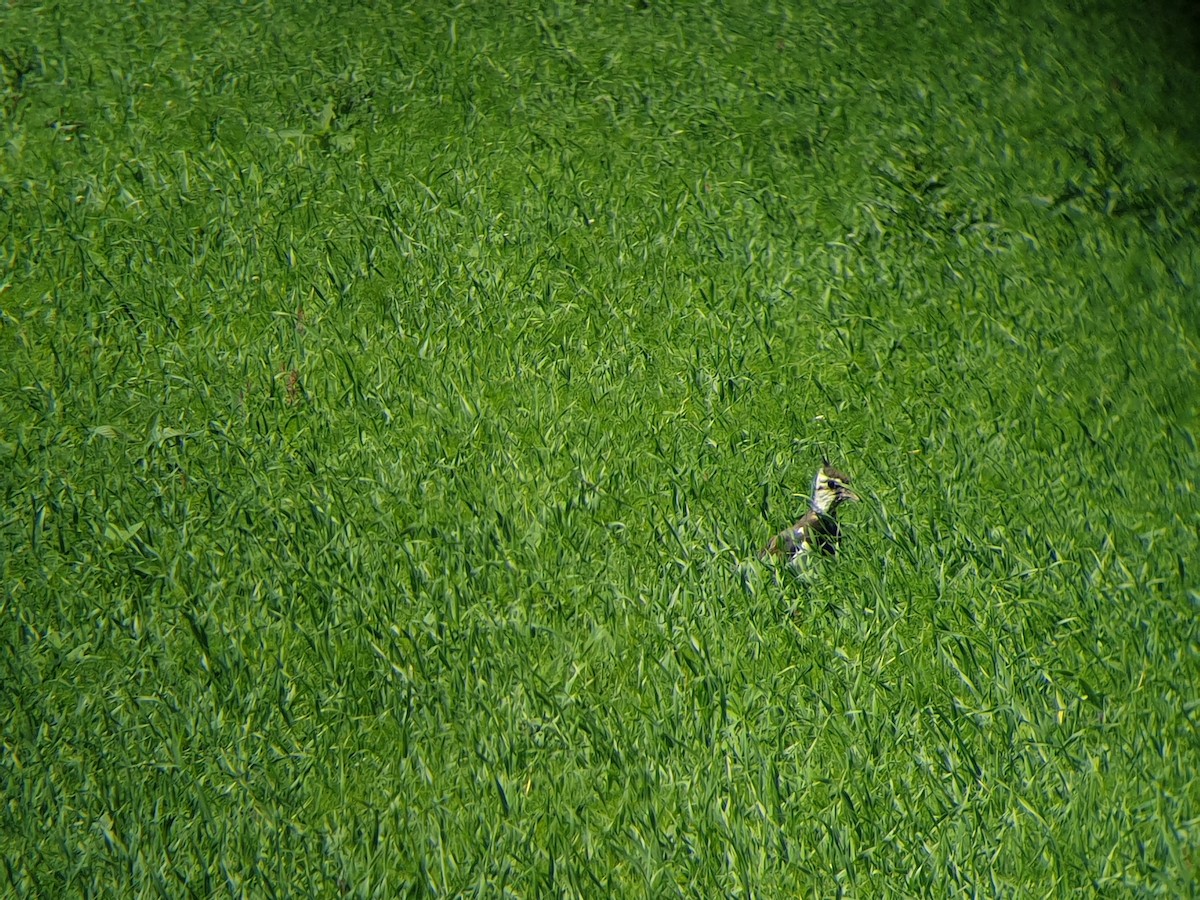 Northern Lapwing - Anna Sky