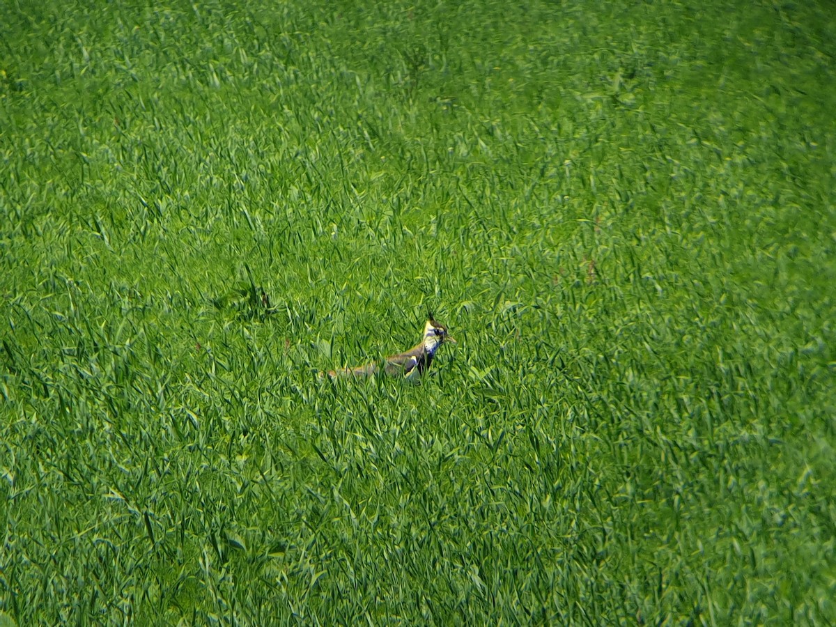 Northern Lapwing - ML347695931