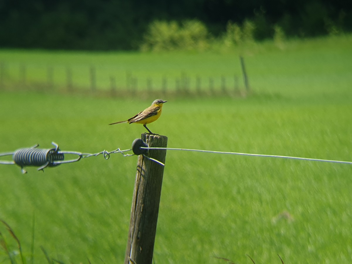 Western Yellow Wagtail - ML347695961