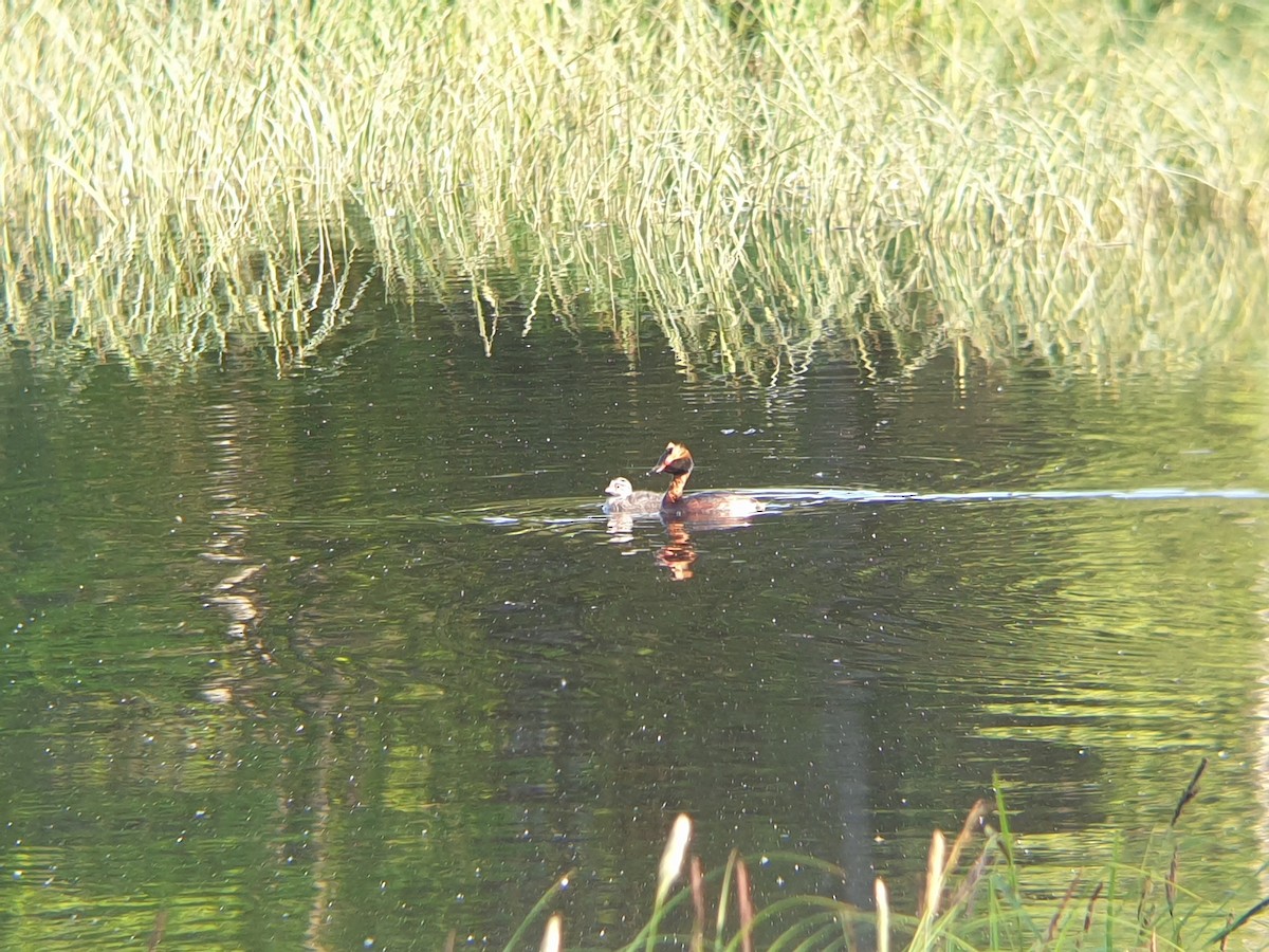 Horned Grebe - ML347696181