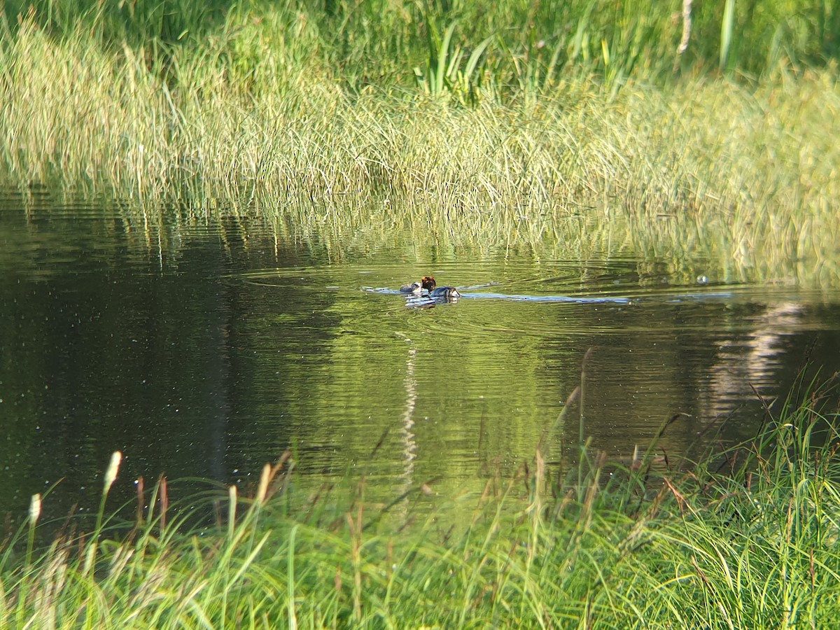 Horned Grebe - ML347696191