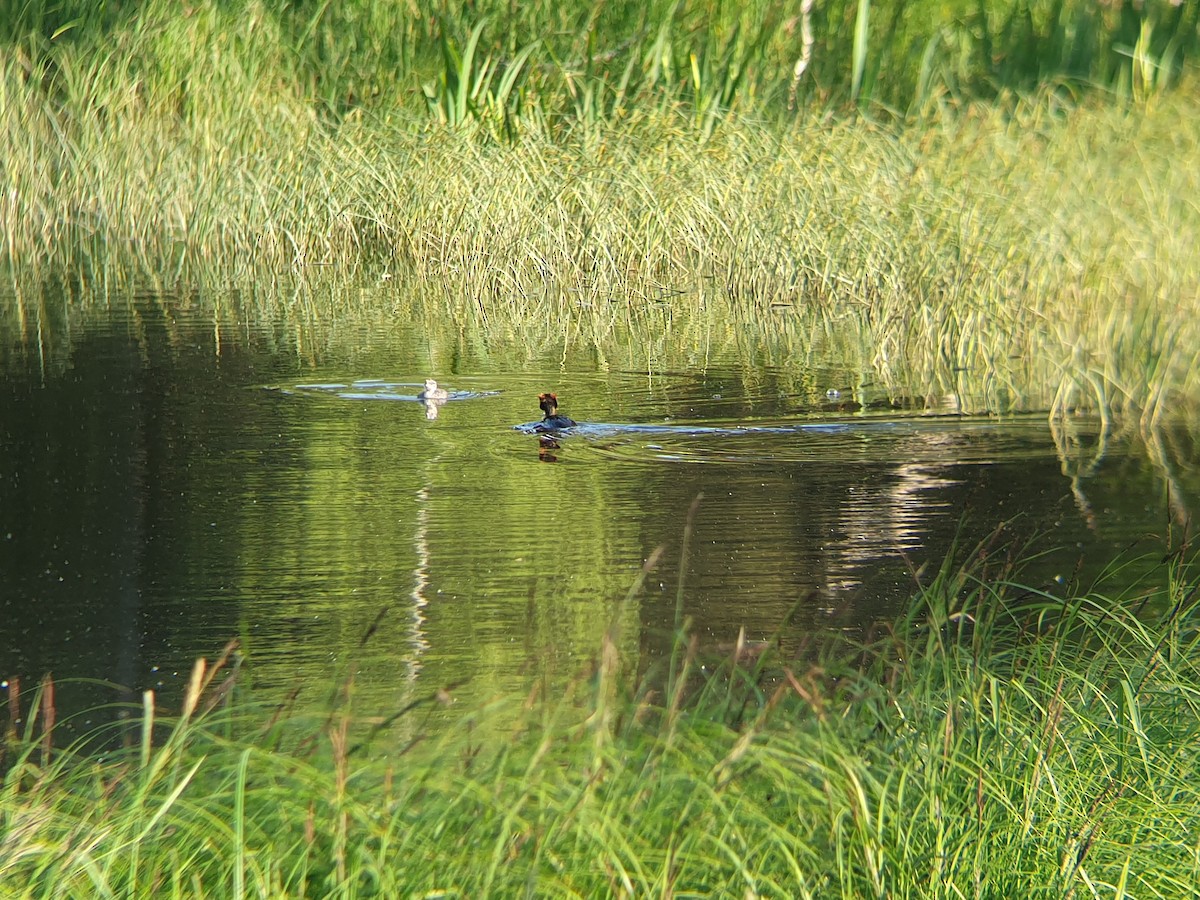 Horned Grebe - ML347696231